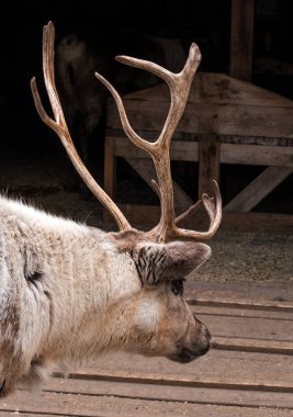 Djurgarden adasında Skansen parkta Ren geyiği. Geyik başı, padat 'a giriyor. İsveç, Stockholm