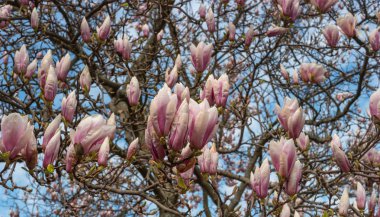 Manolya pembe çiçekleri, dalları kapatın, açık hava.