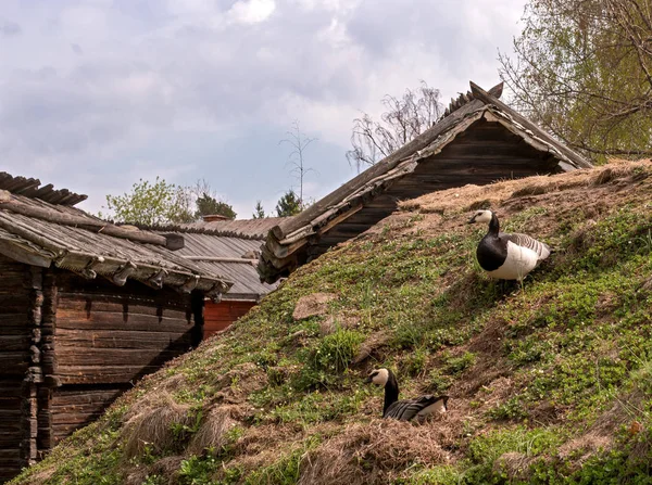 Птицы на старой крыше традиционного шведского дома. Пара гусей отдыхает на крыше дома с каменной трубой. Семья птиц мирно сидит на крыше покрытой травой и мхом — стоковое фото