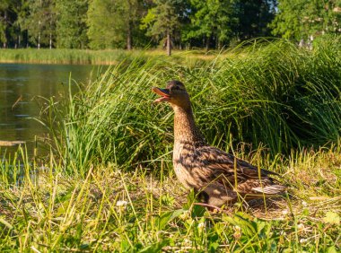 Güzel yaban ördeği Mallard, çimlerin üzerinde göletin kıyısında yürürken ördek küçük ördek yavrusu der.