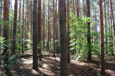             Güneş ışığında yaz orman   