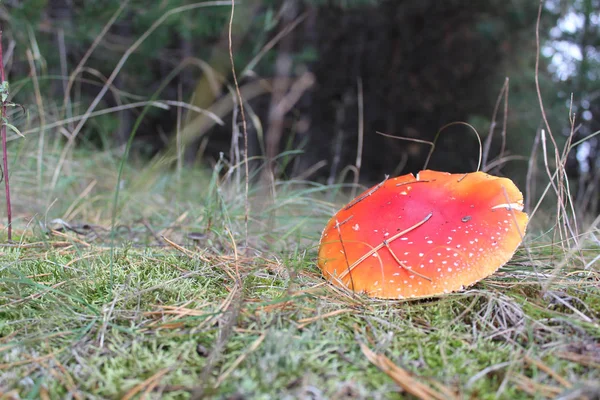 Gul Svamp Glänta Skogen — Stockfoto