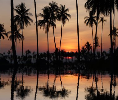gün batımında Hindistan cevizi ağaçları Tayland arkasında bulut ile güzel turuncu gökyüzü