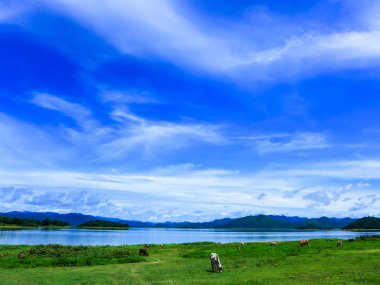 mavi gökyüzü bulutlar arka plan üzerinde gölet yakınındaki yeşil çimenlerin üzerinde beyaz inek ayakta