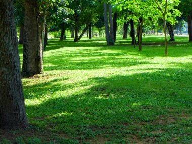 güneşli bir gün ağaçların altında yeşil çim Sahası