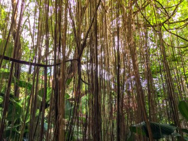 Bahçedeki Ficus benjamina kökleri