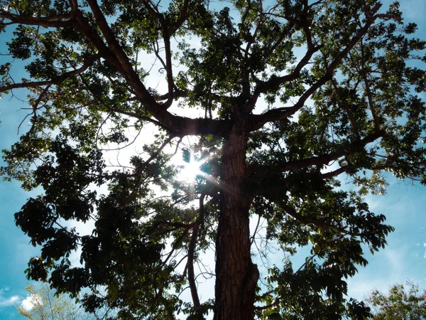 Hoja Verde Rama Del Árbol Para Fondo —  Fotos de Stock