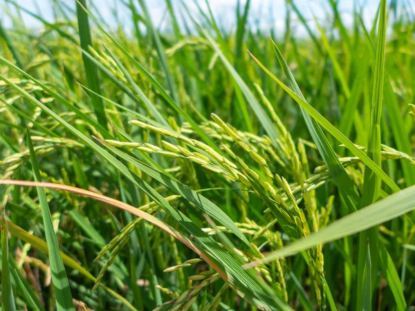 yeşil pirinç tohumu pirinç alana kadar kapatın