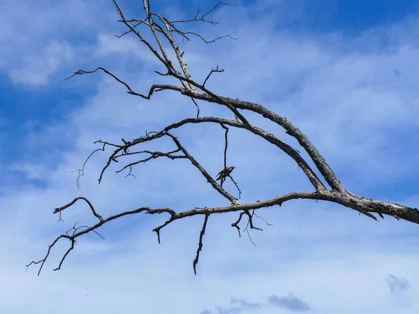 Fågel Stående Gren Döda Träd Blå Himmel Med Moln Bakgrund — Stockfoto