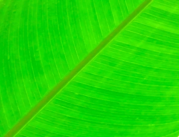 Closeup Prachtige Natuur Groene Blad Textuur Achtergrond — Stockfoto