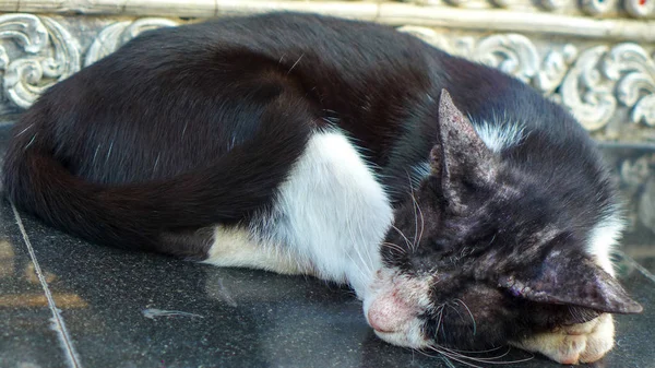 katta uyuyan portre siyah ve beyaz kedi