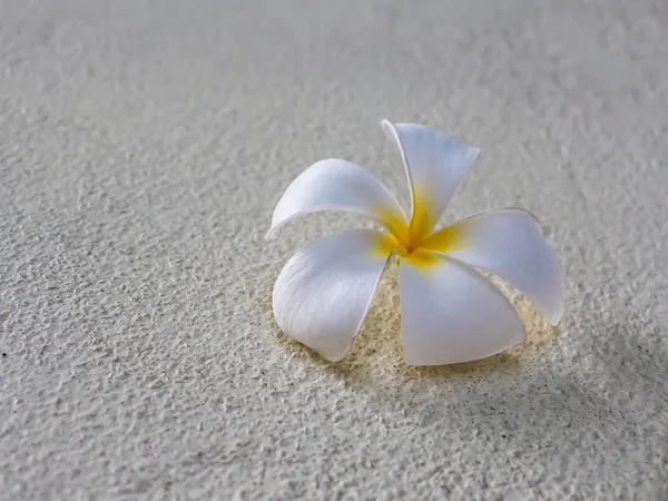 güneş ışığı altında beyaz çimento zemin zemin üzerine izole Plumeria