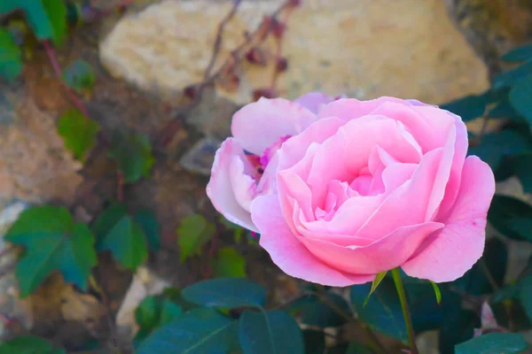 güneşli bir günde arka plan güzel pembe gül doğa taş duvar