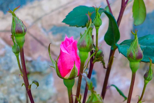 güneşli bir günde arka plan güzel pembe gül doğa taş duvar