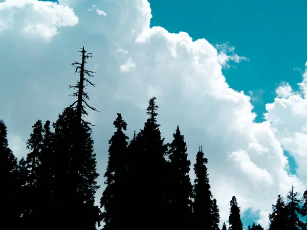 Çam ağaçları ile bulutlar arka plan mavi gökyüzü üzerinde