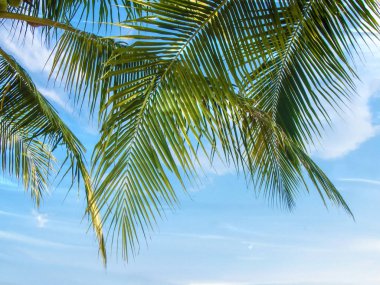 suluboya resim - mavi gökyüzü güneşli gün bulut arka plan ile Hindistan cevizi yaprağı boyalı