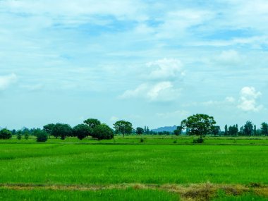 güzel yeşil pirinç alan üzerinde mavi bir gökyüzü arka plan