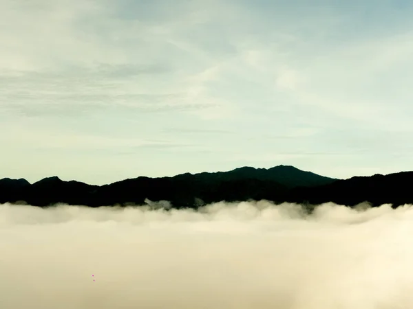 pembe bir arka plan üzerinde güzel pembe lotus izole