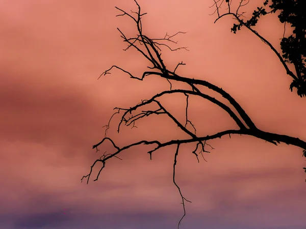 ağaçlar kalın sis ve düşük ışık Kuru