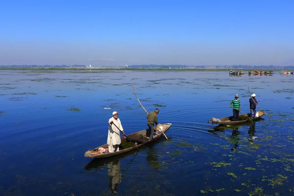 Men Boat Pulling Aquatic Plant River Kashmir India Royalty Free Stock Images