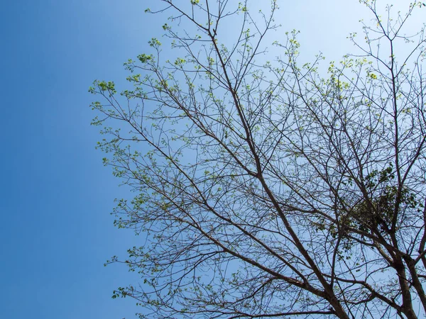 mavi gökyüzü güneş ışığı arka plan üzerinde ağacının dalını küçük yeşil yapraklar