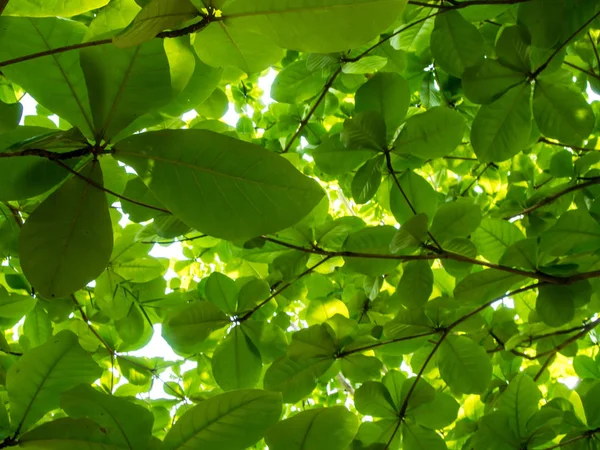 Alttan görünümüne üst - yeşil ağaçlar güneşli bir günde bırakır.