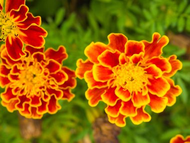 yumuşak odak portre clolorful çiçek Park Doğa arka plan üzerinde