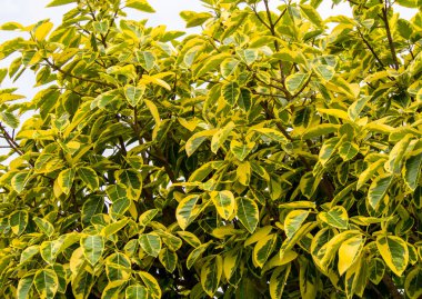 sarı ve yeşil yaprakları parkta ağaç üzerinde