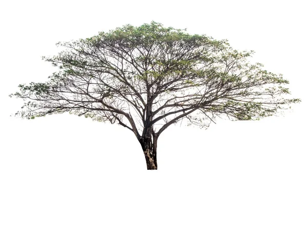 Isolerade Gröna Träd Vit Bakgrund — Stockfoto
