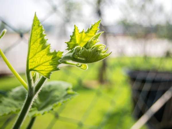 Folhas Jovens Vegetais Fundo Natureza Fazenda — Fotografia de Stock