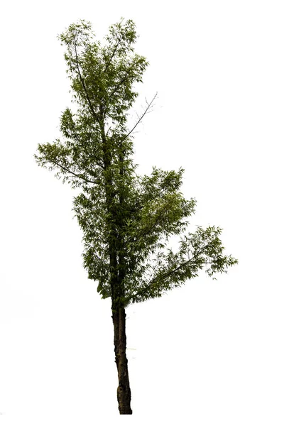 Geïsoleerde Groene Boom Witte Achtergrond — Stockfoto