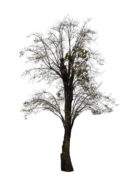 Isolerade Gröna Träd Vit Bakgrund — Stockfoto