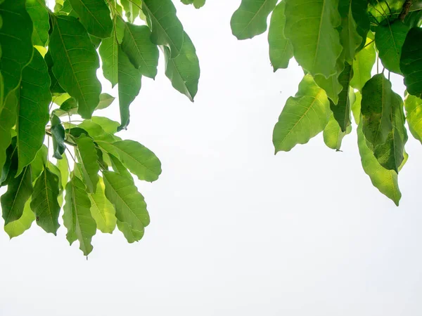 mavi gökyüzü arka plan üzerinde izole yeşil yaprak