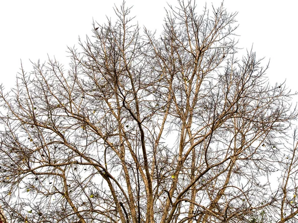 Små Blad Gren Trädet Vit Bakgrund — Stockfoto