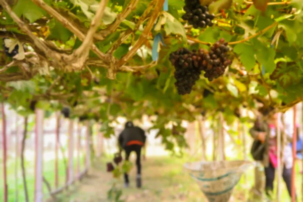 Imagen Borrosa Personas Viñedo Tailandia —  Fotos de Stock