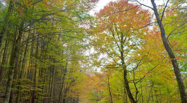 Sonbahar ağaçlarda renkli yaprakları 