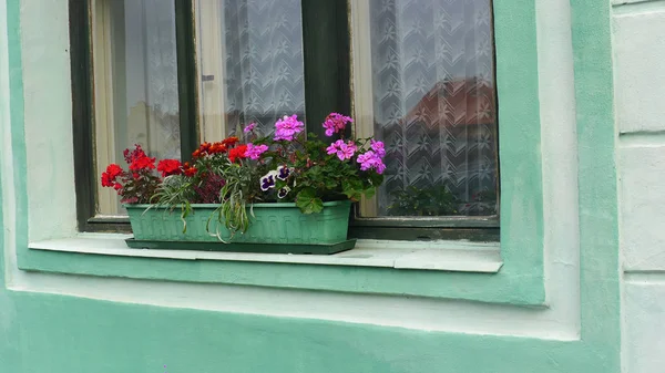 pencerenin önünde yeşil çimento tencerede renkli çiçekler