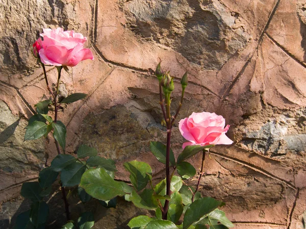 Beautiful Pink Roses Nature Stone Wall Background Sunny Day — Stock Photo, Image