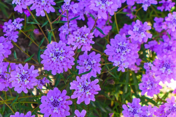 Flores Púrpuras Sobre Fondo Verde Naturaleza —  Fotos de Stock