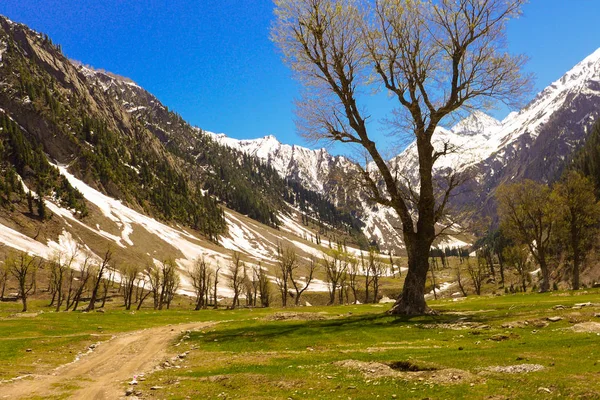 Grand Arbre Sur Montagne Avec Fond Bleu Ciel Dans Une — Photo