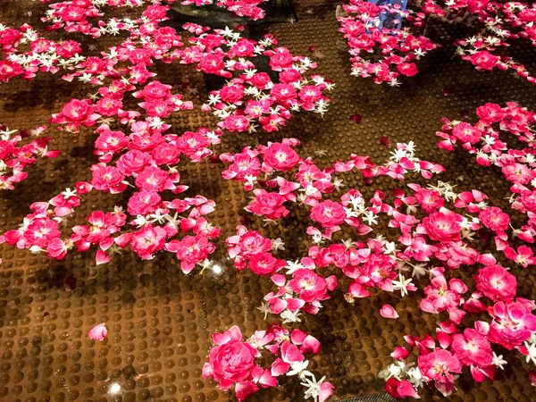 güzel pembe yaprakları havuzda yüzmek.