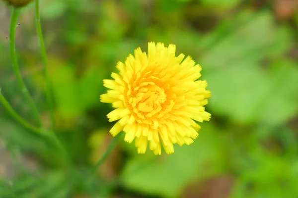 Gelbe Blume Auf Naturhintergrund — Stockfoto