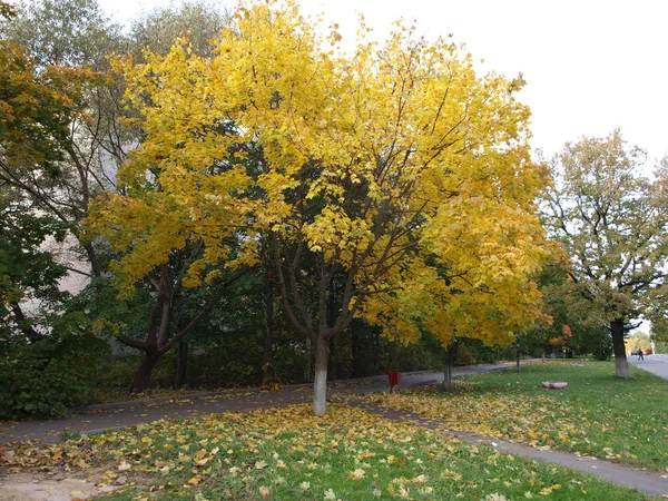 Herbst Einer Kleinen Stadt Bei Moskau — Stockfoto