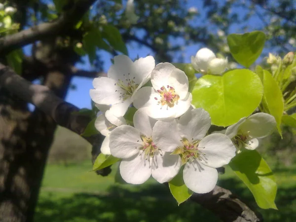 Закройте Цветок Яблоня — стоковое фото