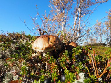 Kola Yarımadası üzerinde mantar çörek.