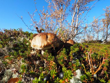 Kola Yarımadası üzerinde mantar çörek.