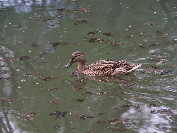 Küçük Şehir Parkı, Moskova.