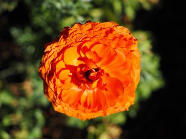 Fransa. Cote-d-Azure. Akdeniz sahilinde bahar.