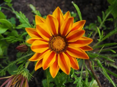 Yaz çiçeği. Güzellik florası.