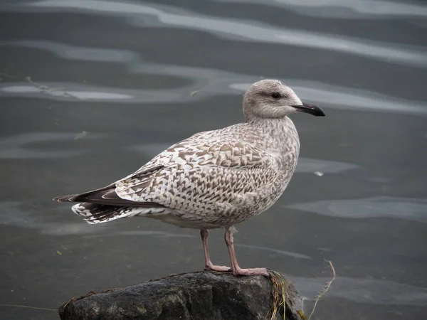 Rosyjskiej Arktyki Murmańsk Wydrzyk Promenadzie — Zdjęcie stockowe